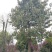 四川成都移植香樟树，实生苗米径5-50cm