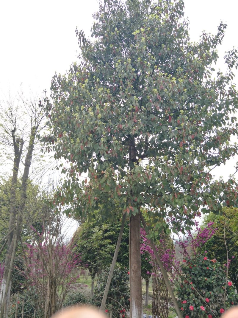 四川成都移植香樟树，实生苗米径5-50cm