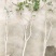 紫藤爬藤植物,多做庭院或园林棚架,规格齐全