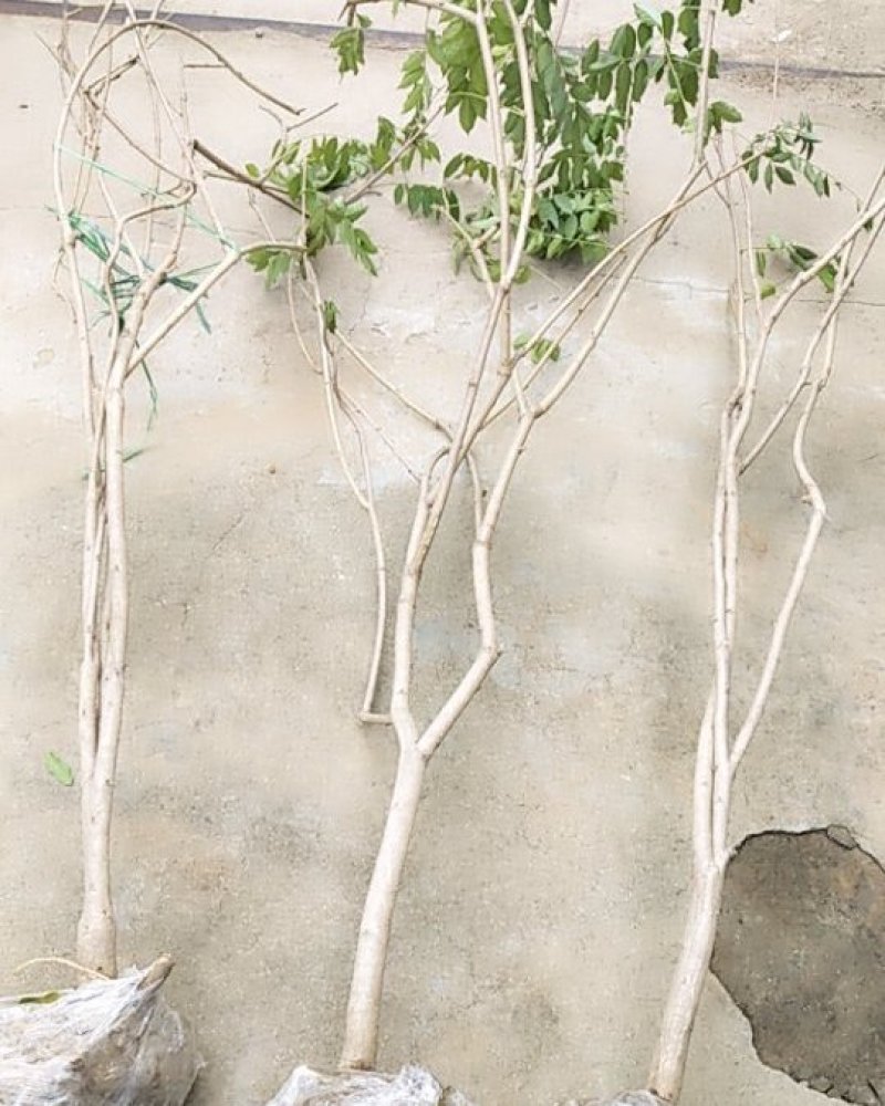 紫藤爬藤植物，多做庭院或园林棚架，规格齐全