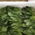 精品菠菜18～23公分，质优价廉，全国接单！