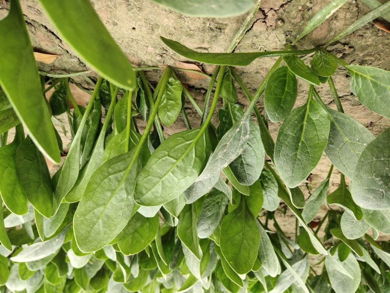 精品菠菜18～23公分，质优价廉，全国接单！