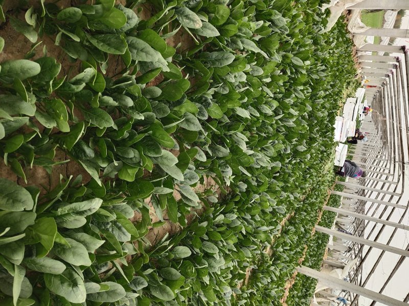 精品菠菜18～23公分，质优价廉，全国接单！