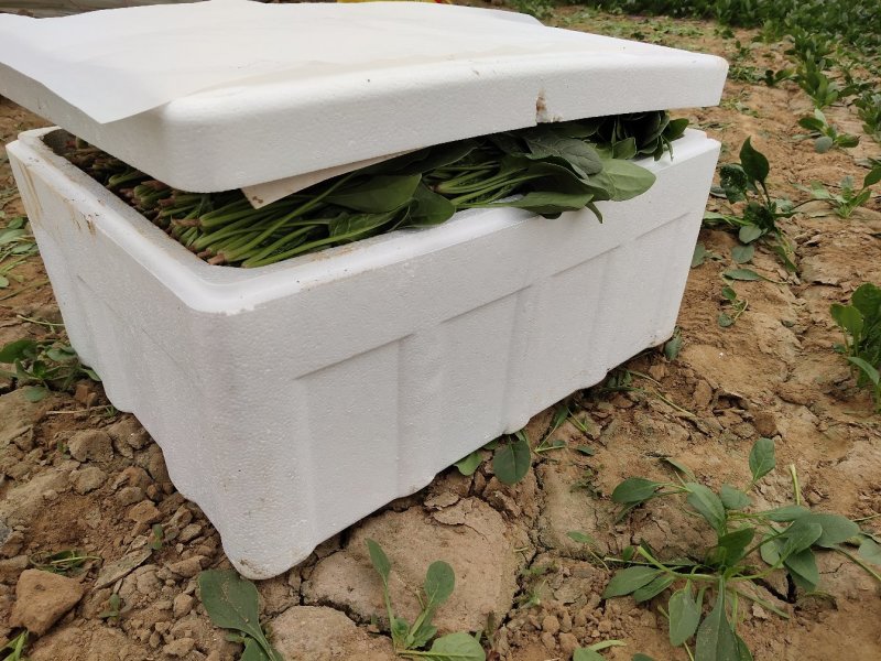 精品菠菜18～23公分，质优价廉，全国接单！