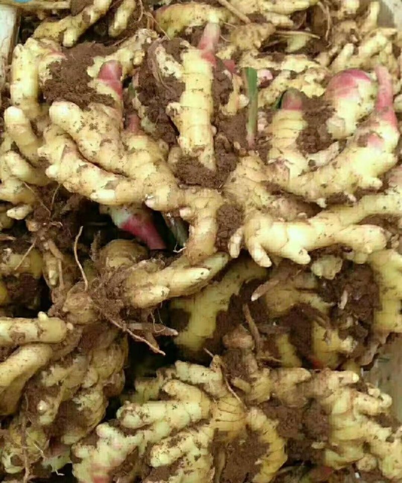 山东万亩优质新姜红芽姜大量上市各种生姜大量批发