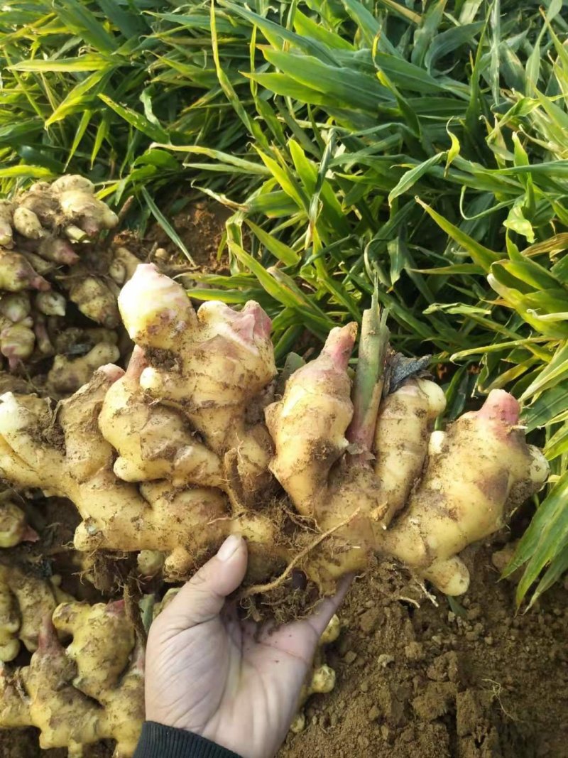 山东万亩优质新姜红芽姜大量上市各种生姜大量批发
