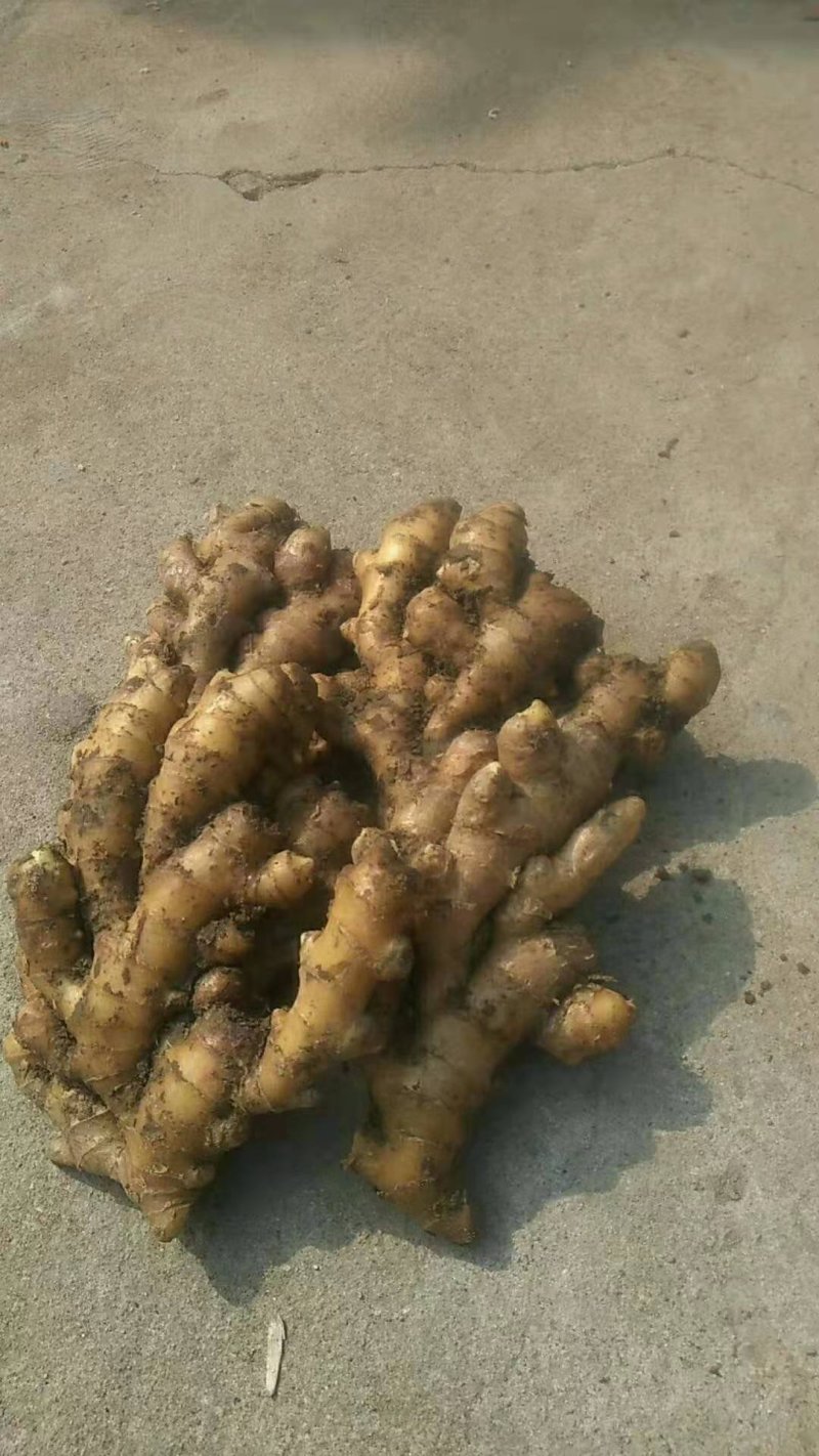 山东万亩优质新姜红芽姜大量上市各种生姜大量批发