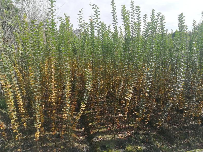 成都紫薇小苗，高杆红花紫薇米径5-15cm