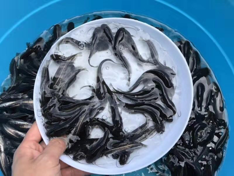 大口鲶鱼苗杂交大口鲶鱼苗南方大口鲶鱼苗+自孵水花