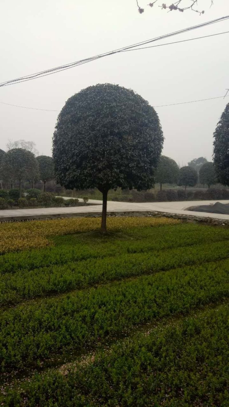 精品高杆桂花，黄花金桂，红花丹桂，红花朱砂桂