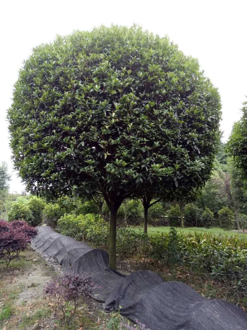 精品高杆桂花，黄花金桂，红花丹桂，红花朱砂桂