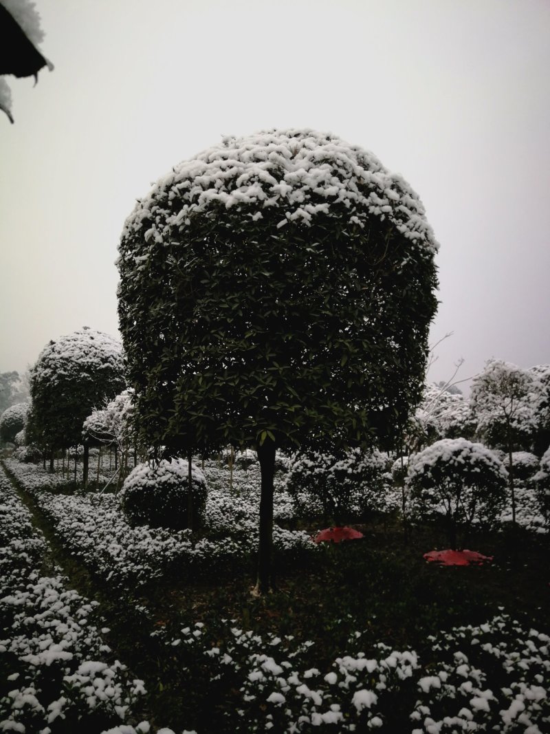 精品高杆桂花，黄花金桂，红花丹桂，红花朱砂桂