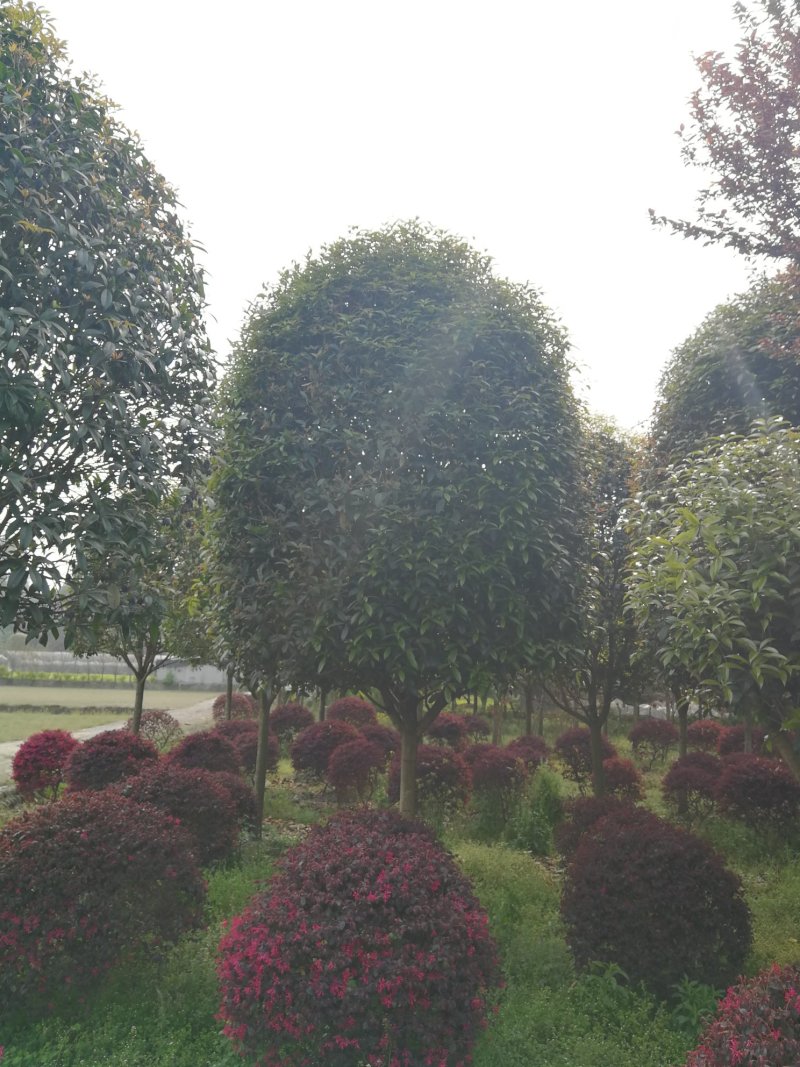 精品高杆桂花，黄花金桂，红花丹桂，红花朱砂桂