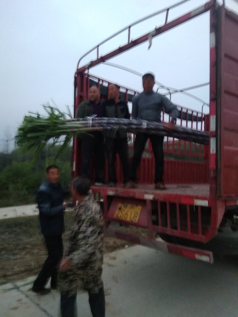 湖北省枣阳市精品黑皮氺果甘蔗，大量上市色黑节长口感脆甜