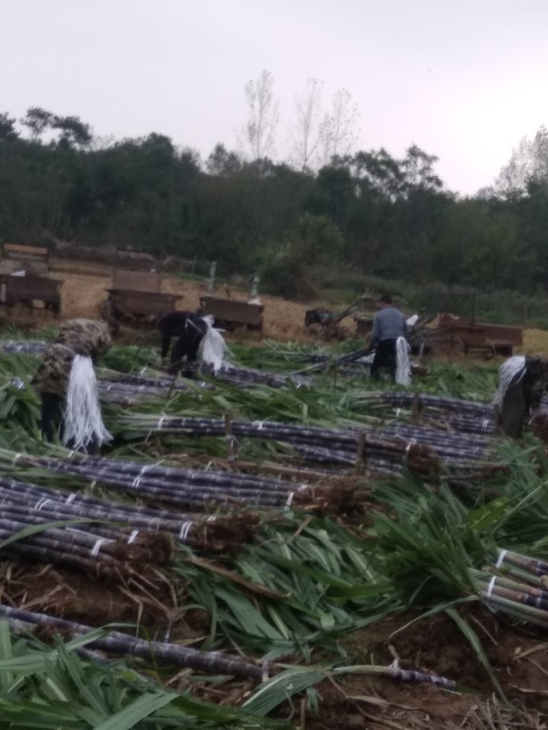 湖北省枣阳市精品黑皮氺果甘蔗，大量上市色黑节长口感脆甜