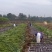 湖北省枣阳市精品黑皮氺果甘蔗，大量上市色黑节长口感脆甜