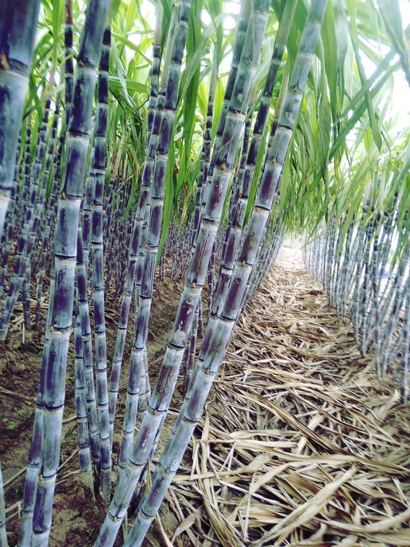 湖北省枣阳市精品黑皮氺果甘蔗，大量上市色黑节长口感脆甜