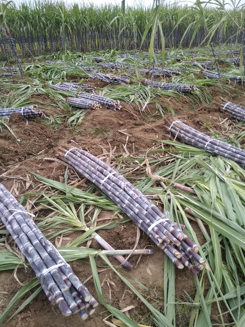 湖北省枣阳市精品黑皮氺果甘蔗，大量上市色黑节长口感脆甜