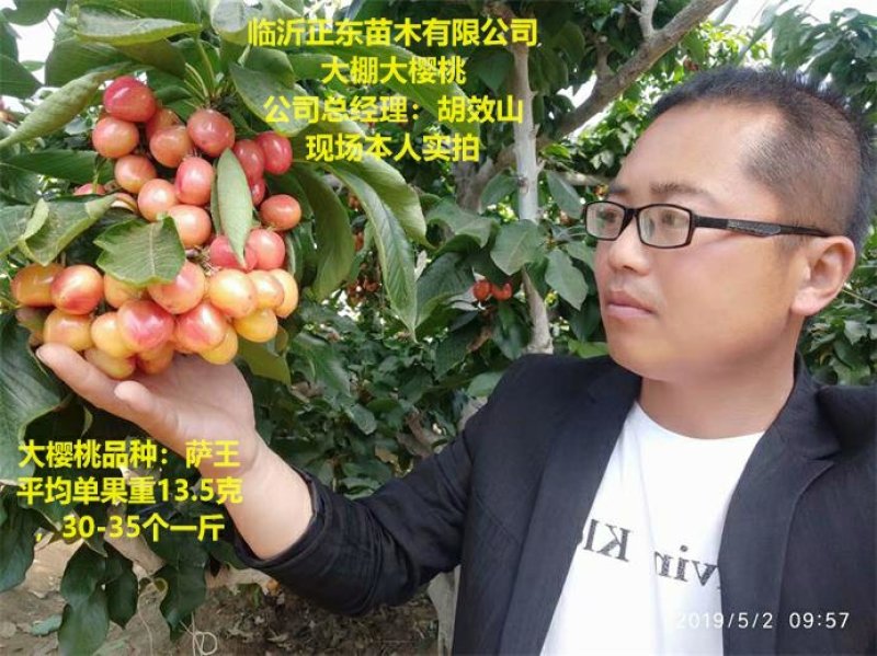 车厘子树苗沙王大樱桃苗萨米脱金顶红大樱基地直接供应包纯度