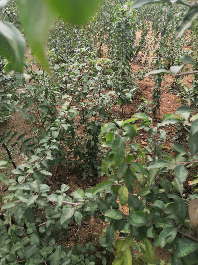 梨实生苗基地，梨树实生苗批发，保湿邮寄，视频看货