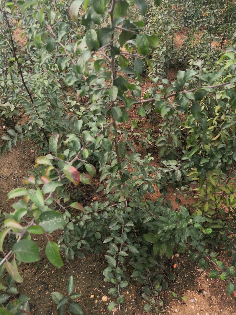 梨实生苗基地，梨树实生苗批发，保湿邮寄，视频看货