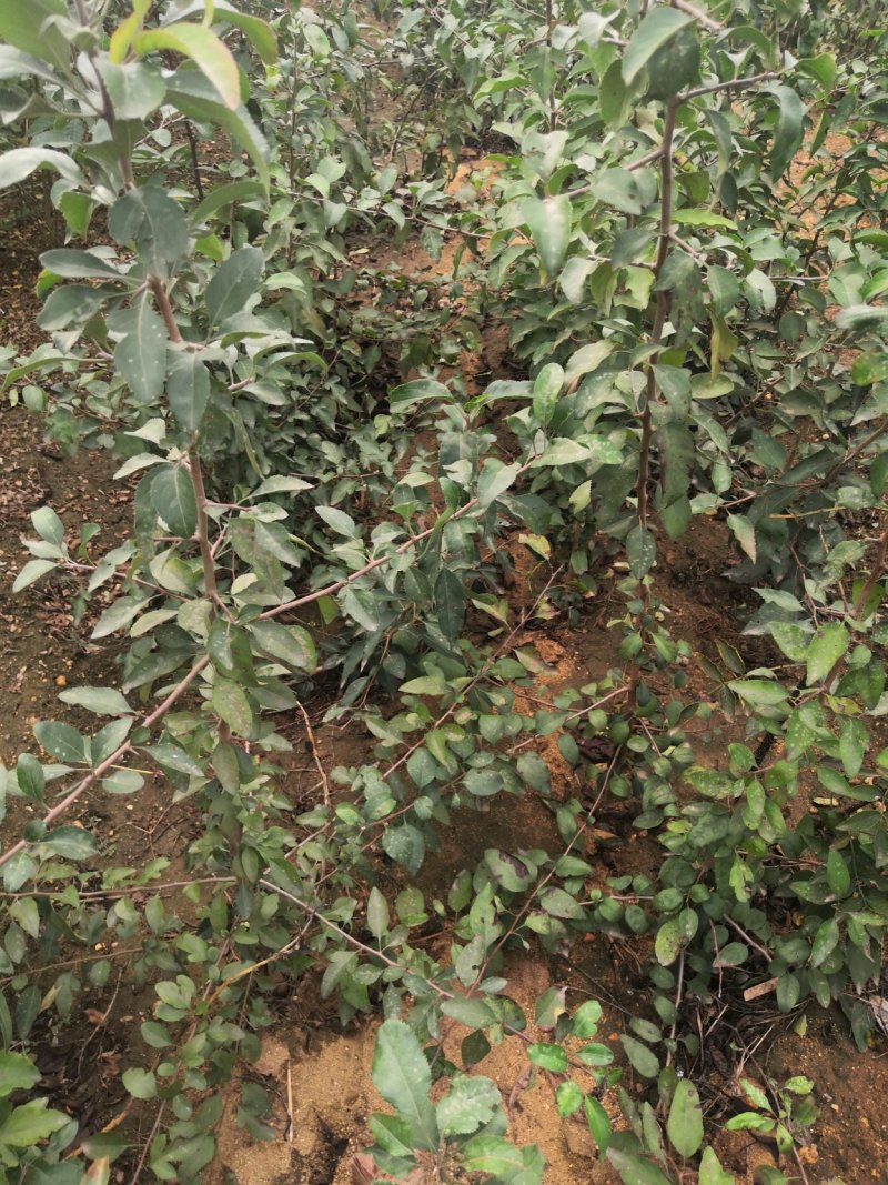 梨实生苗基地，梨树实生苗批发，保湿邮寄，视频看货