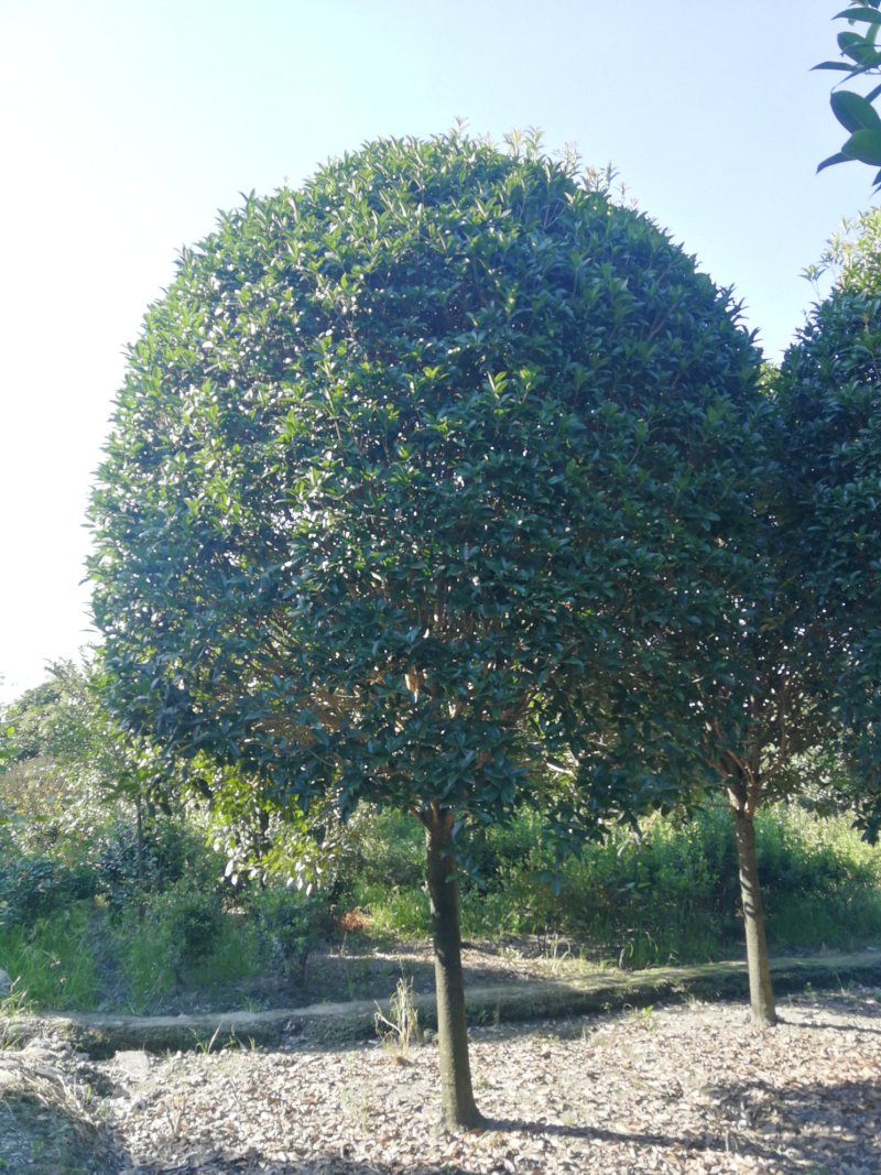 成都高杆桂花树基地提供桂花树价格咨询提供栽种专业知识
