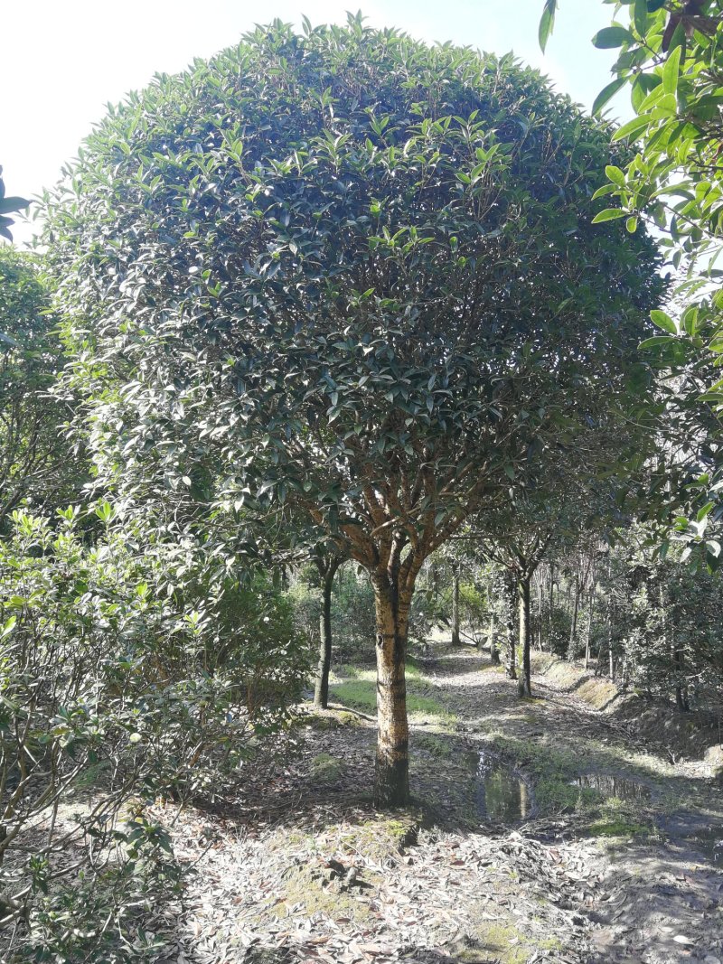 成都高杆桂花树基地提供桂花树价格咨询提供栽种专业知识