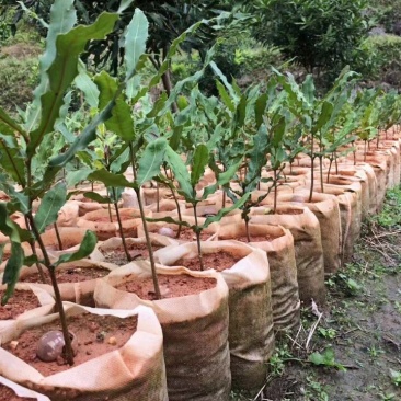 育苗袋平面尺寸16*31规格齐全欢迎全国各地客商考察