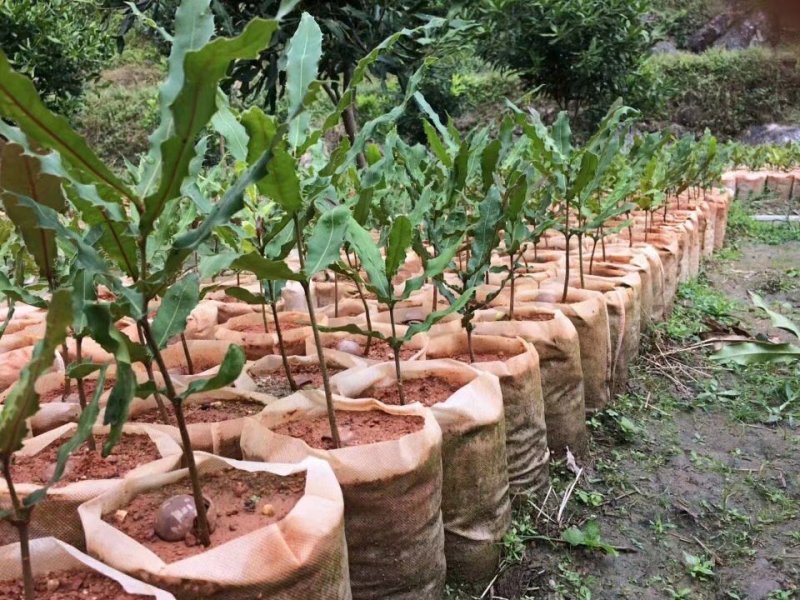 育苗袋平面尺寸16*31规格齐全欢迎全国各地客商考察