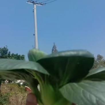 特级精品苏州青(黑油菜，太湖菜)