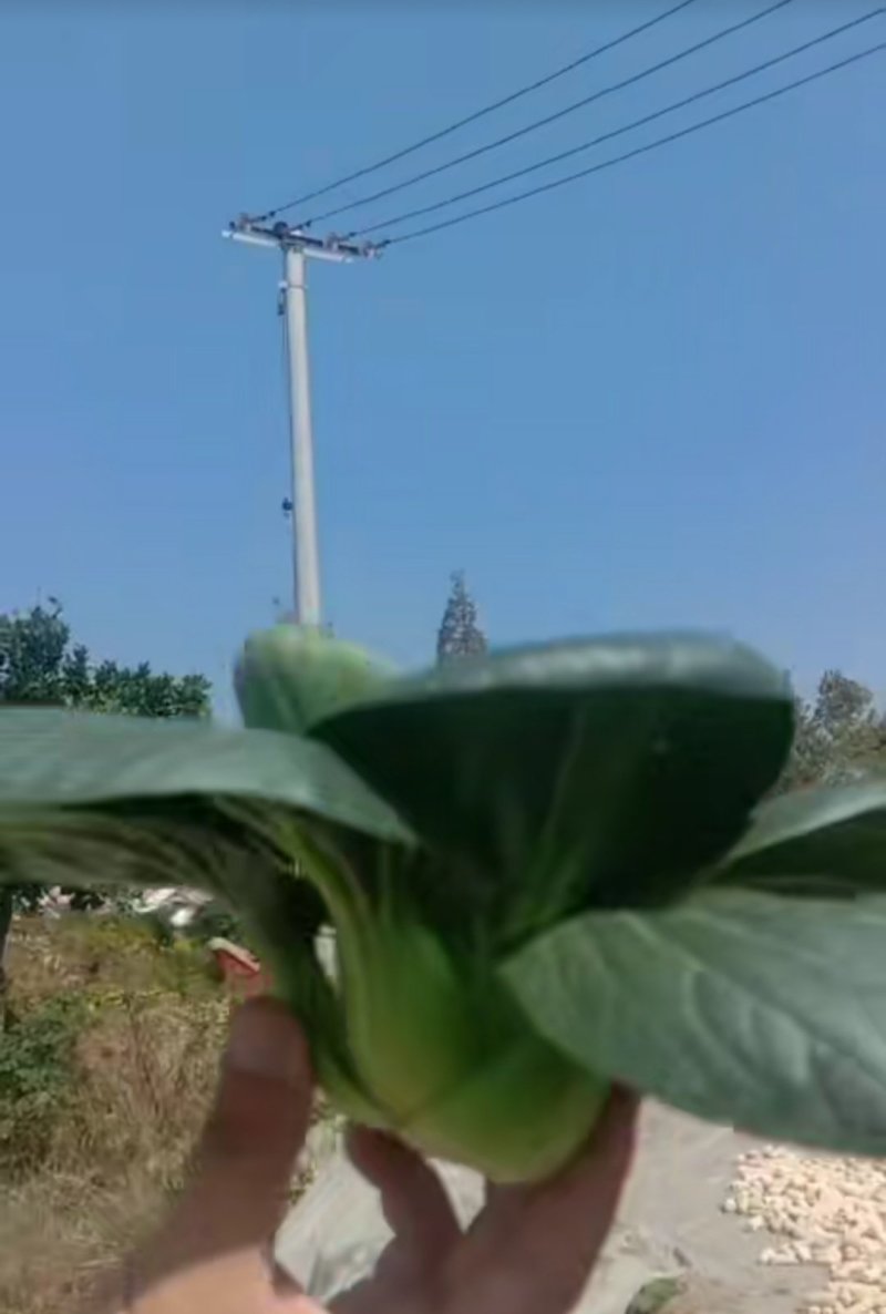 特级精品苏州青(黑油菜，太湖菜)