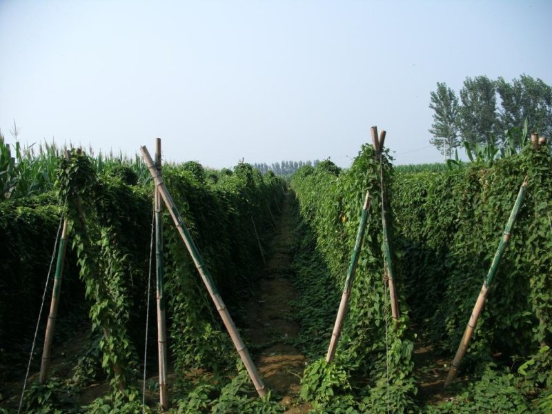 河北山药小白嘴山药大量供应对接各大市场电商商超