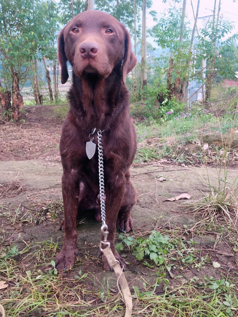 四川拉布拉多出售川东马犬比特可视频在线观看