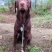 四川拉布拉多出售川东马犬比特可视频在线观看