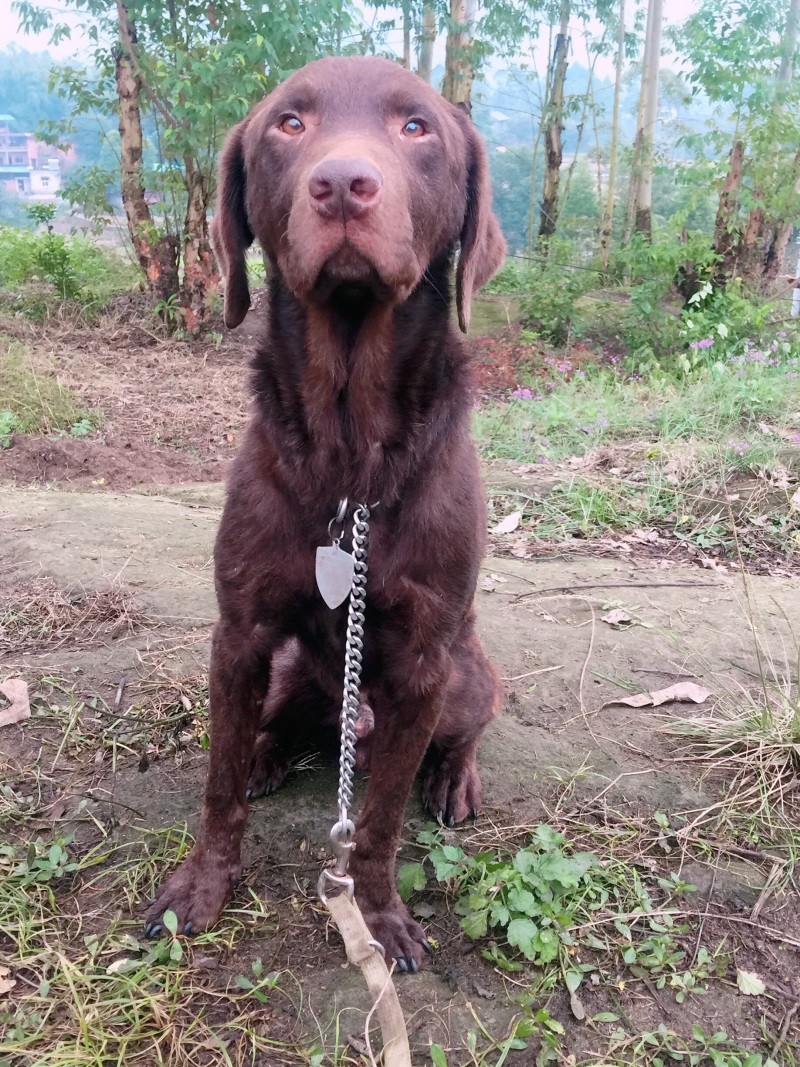 四川拉布拉多出售川东马犬比特可视频在线观看