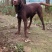 四川拉布拉多出售川东马犬比特可视频在线观看