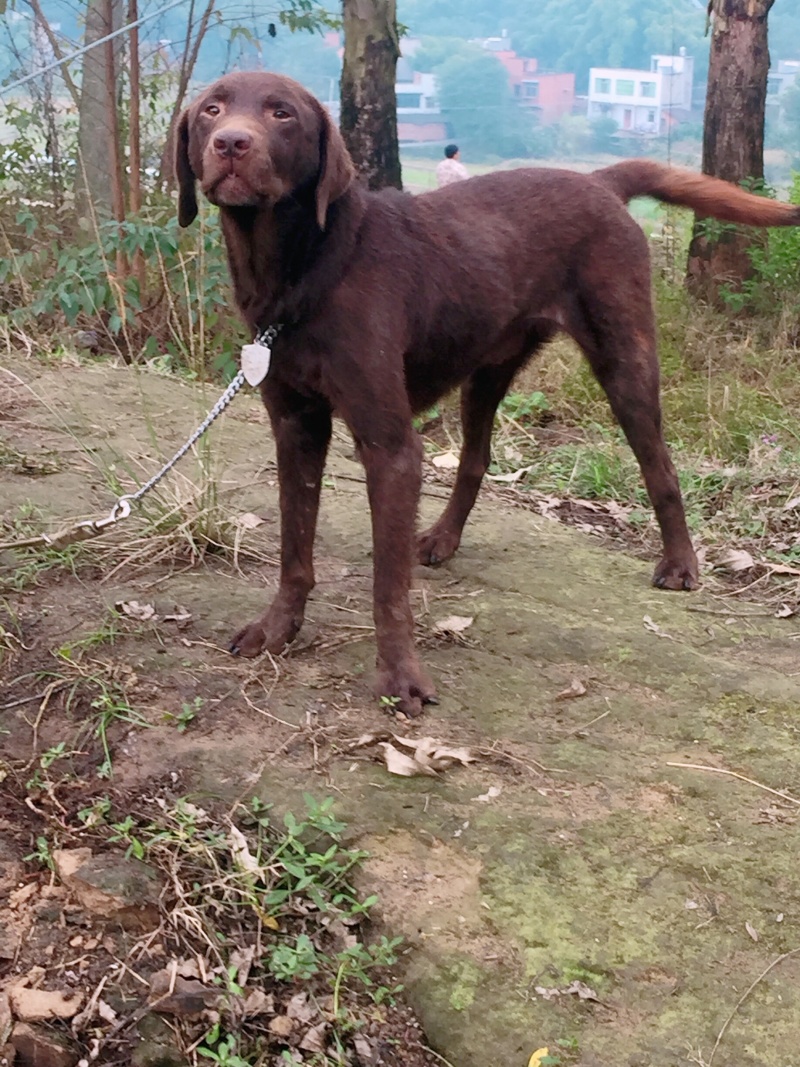 四川拉布拉多出售川东马犬比特可视频在线观看