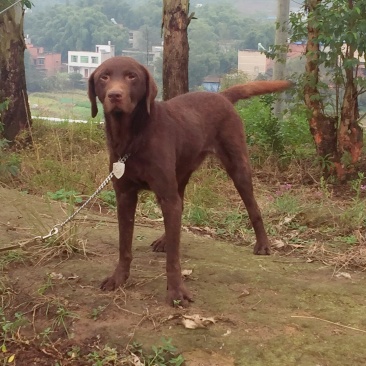 四川拉布拉多出售川东马犬比特可视频在线观看