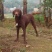 四川拉布拉多出售川东马犬比特可视频在线观看