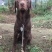 四川拉布拉多出售川东马犬比特可视频在线观看