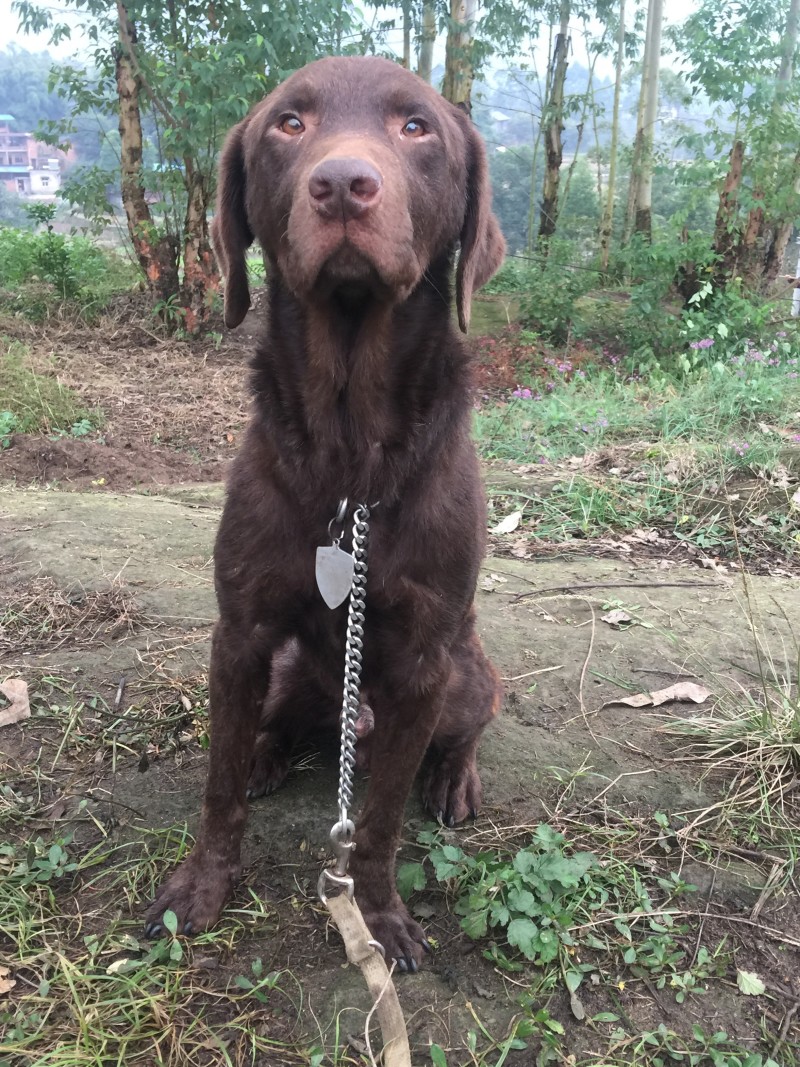 四川拉布拉多出售川东马犬比特可视频在线观看