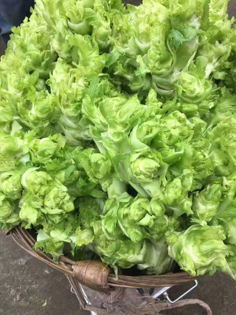 儿菜