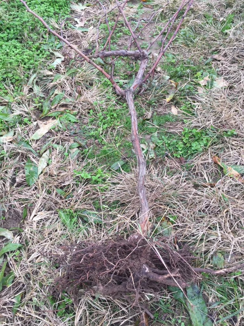 占地占地用葡萄树。大量有货