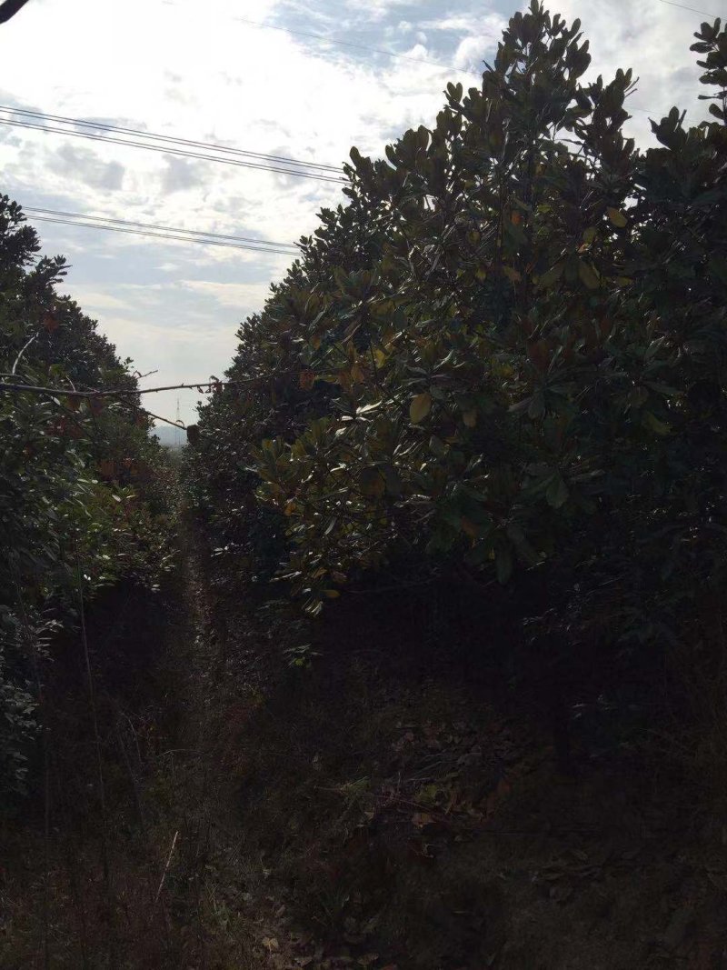绿化苗木，广玉兰，红叶石楠，红叶李，捶丝海棠，桂花