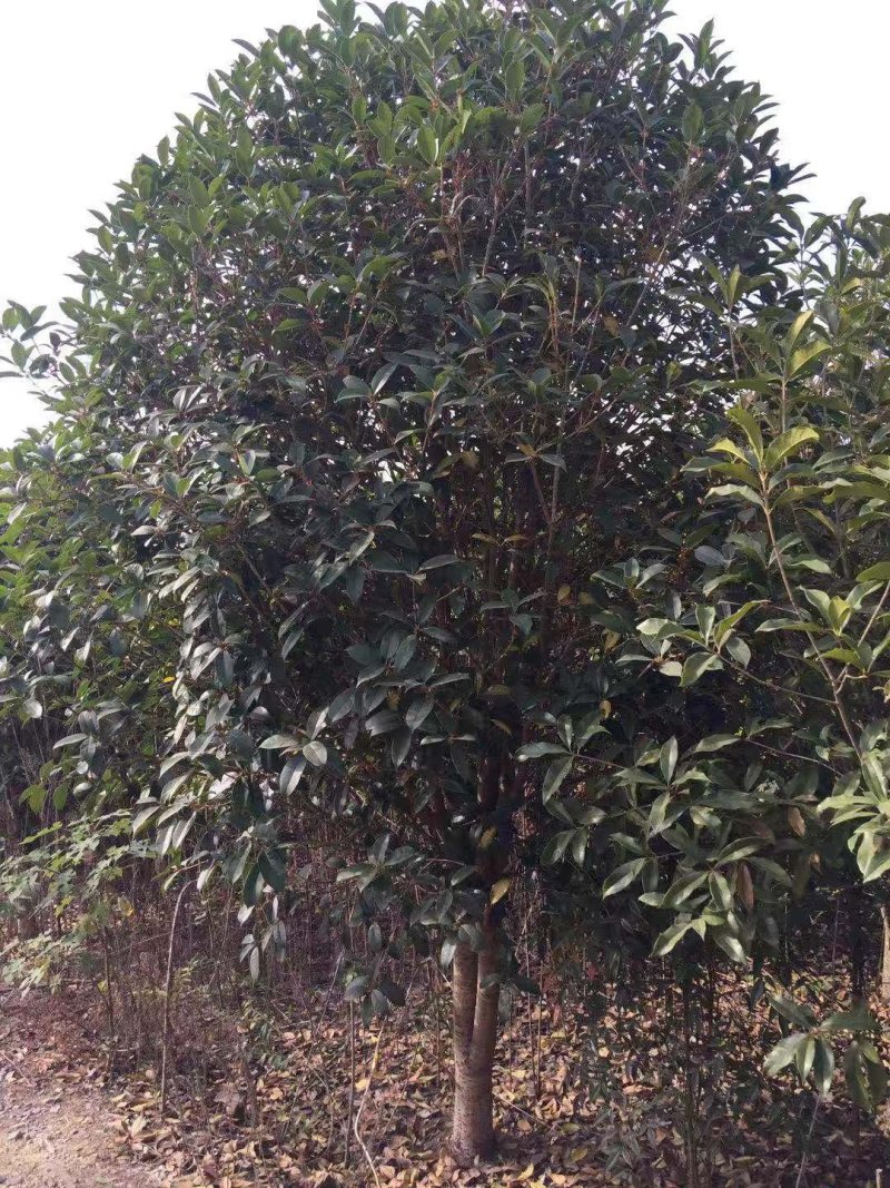 绿化苗木，广玉兰，红叶石楠，红叶李，捶丝海棠，桂花