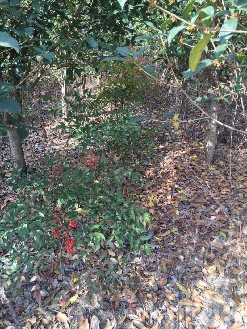 绿化苗木，广玉兰，红叶石楠，红叶李，捶丝海棠，桂花