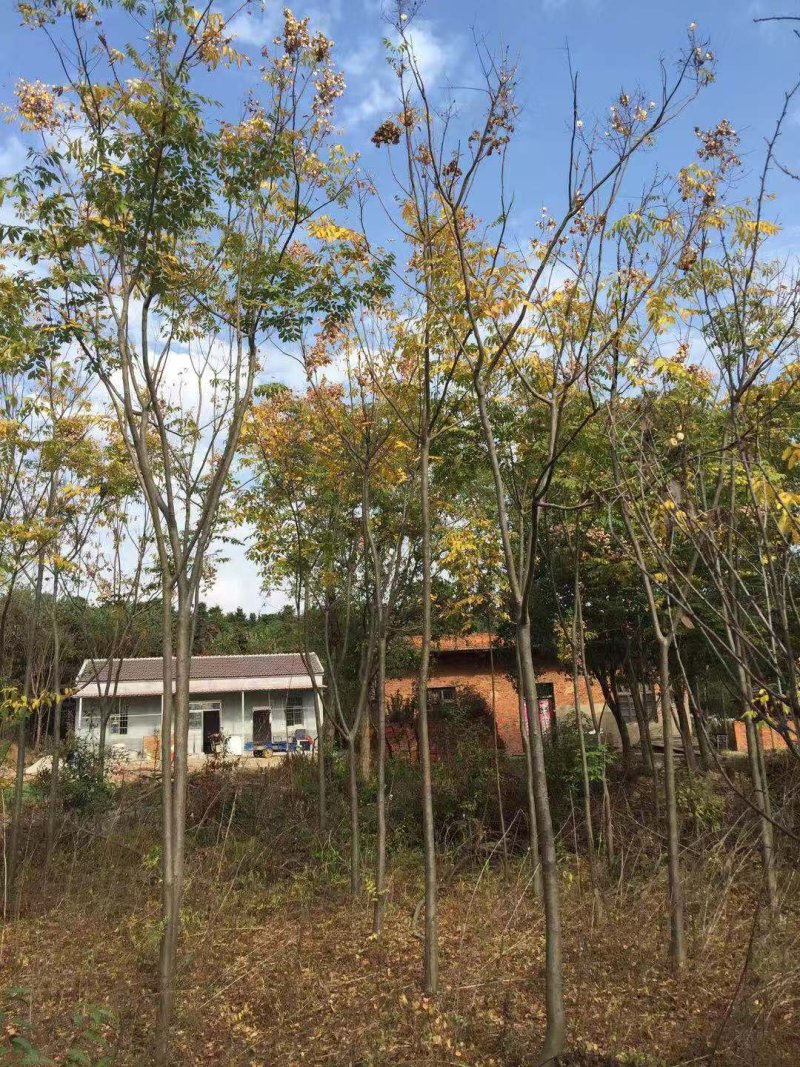 绿化苗木，广玉兰，红叶石楠，红叶李，捶丝海棠，桂花