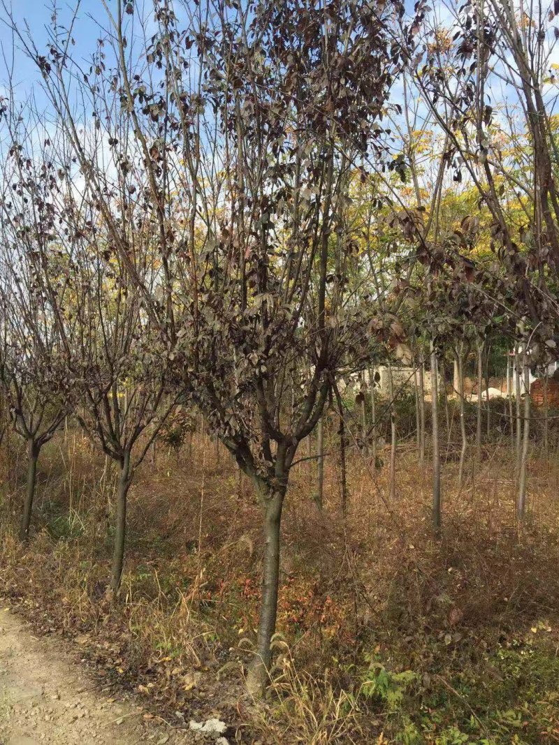 绿化苗木，广玉兰，红叶石楠，红叶李，捶丝海棠，桂花