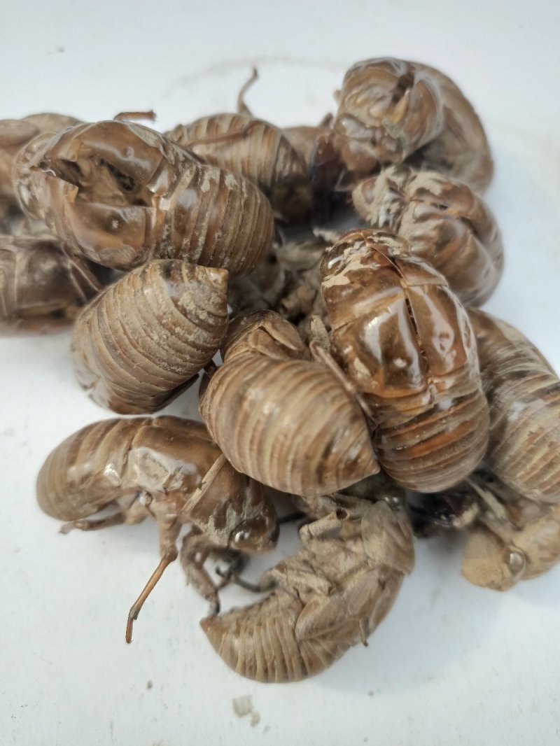 蝉蜕虫螁金蝉壳金蝉皮蝉壳蝉皮蝉衣知了壳知了皮爬叉壳爬叉皮